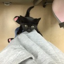 可愛い子猫を保護しました。（男の子） - 宇部市