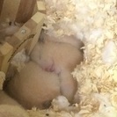 ハムスターの里親募集