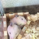 ハムスターの里親募集 - 里親募集