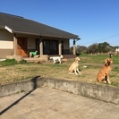 サルーキ専門犬舎　ラミュエルの画像