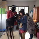 サルーキ専門犬舎　ラミュエル - 木更津市