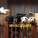 サルーキ専門犬舎　ラミュエル - ペット