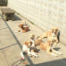 サルーキ専門犬舎　ラミュエル − 千葉県