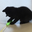 可愛い子猫を保護しました。（男の子） − 山口県