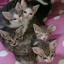 先月生まれた元気な子猫です。