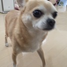 チワワの男の子 里親募集