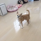 チワワの男の子 里親募集 - 犬
