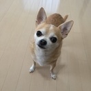 チワワの男の子 里親募集 − 広島県