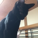 甘ったれの黒猫メスです