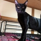 甘ったれの黒猫メスです - 草加市