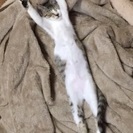 やんちゃな６ヶ月の男の子 - 猫