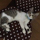 やんちゃな６ヶ月の男の子 − 大阪府