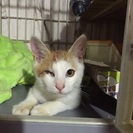 頑張った猫ちゃん
