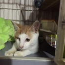 頑張った猫ちゃん - 猫