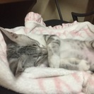 6ヵ月のオスです。 - 弘前市