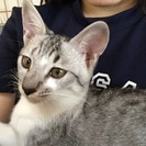 6ヵ月のオスです。 - 猫