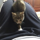 人懐こい茶トラ子猫♀ - 猫