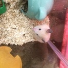 子ハムの里親募集♪