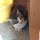 早めの募集お願いします。 - 猫
