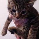 アビシニアンMIXの子猫の里親募集中