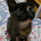 里親さんになって下さい。