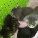 1か月のかわいい子猫です。