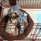 アプリコット色の7歳、メス犬です