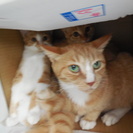 茶白メス猫３才