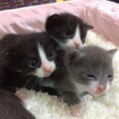子猫4匹。人懐こい！元気！1ヶ月