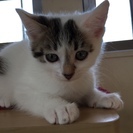 「しろちゃん」生後2カ月のこねこ。白ベース、頭やしっぽなどにきじ...