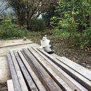 のらねこが赤ちゃん産みました