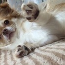 チワワ♀の里親を探しています