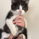 変わった毛色の子猫ちゃん