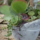 11月12月教室月間　多肉アレンジ・クリスマスリース・お飾りなどの画像