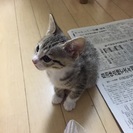 10月初めに生まれたかわいい子猫です。