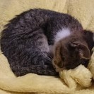里親募集中、3ヶ月♂子猫です