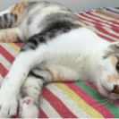 ８−９ヶ月の三毛猫、メスです