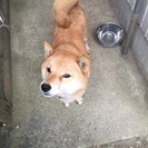 柴犬、小中型犬、毎年注射してます。