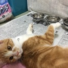 生後6ヶ月のきなこちゃん✴︎