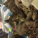 かわいい子猫4兄弟