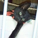 ★仔猫２匹の里親さん募集中です。横浜市神奈川区