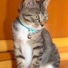 やさしい家族を捜しています