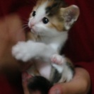 ミケ 女の子 約1ヶ月 - 猫