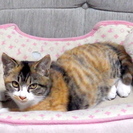 家族になってください - 猫