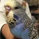 ９月生まれジャンボセキセイインコ - 流山市
