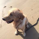 人懐っこいゴールデンレトリバー - 犬