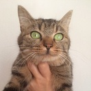 里親さんを探しています。 - 猫