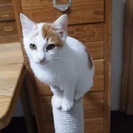 ふわふわ４ヶ月の男の子 - 猫