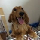 ダックス 雄 1歳
