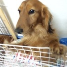 ダックス 雄 1歳 - 犬